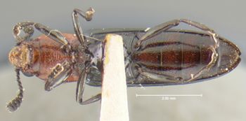 Media type: image;   Entomology 24491 Aspect: habitus ventral view